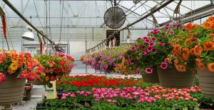 بسترهای کشت گیاهان گلخانه ای