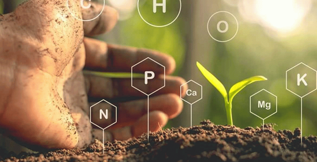 نیاز های غذایی گیاهان زینتی