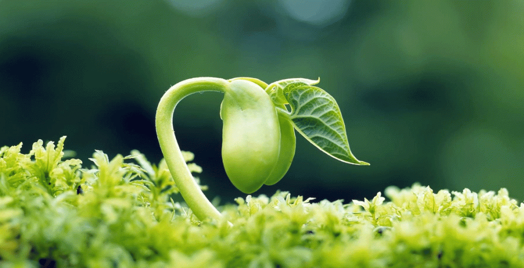 نیاز غذایی گیاهان زینتی